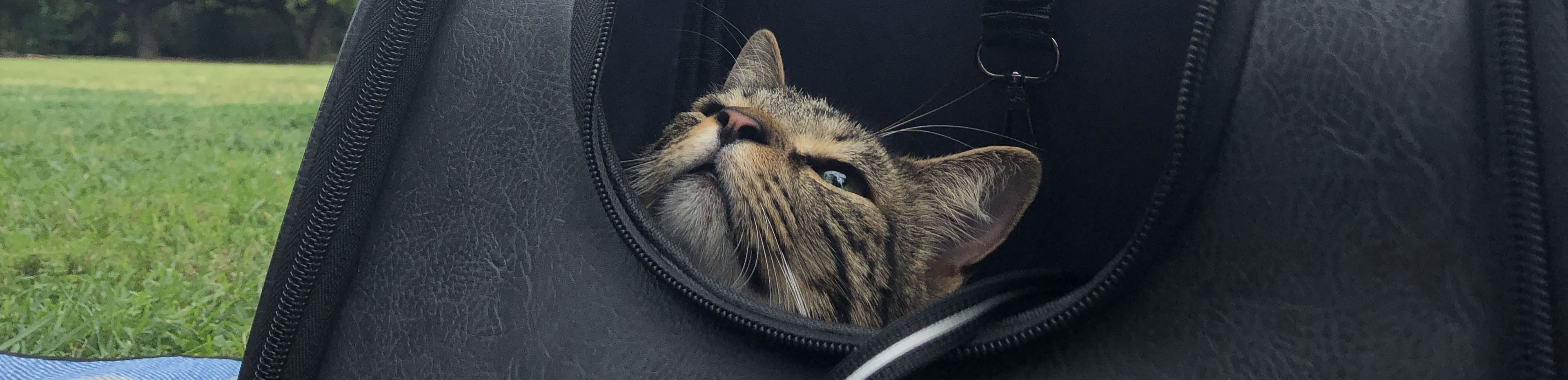 cat in backpack